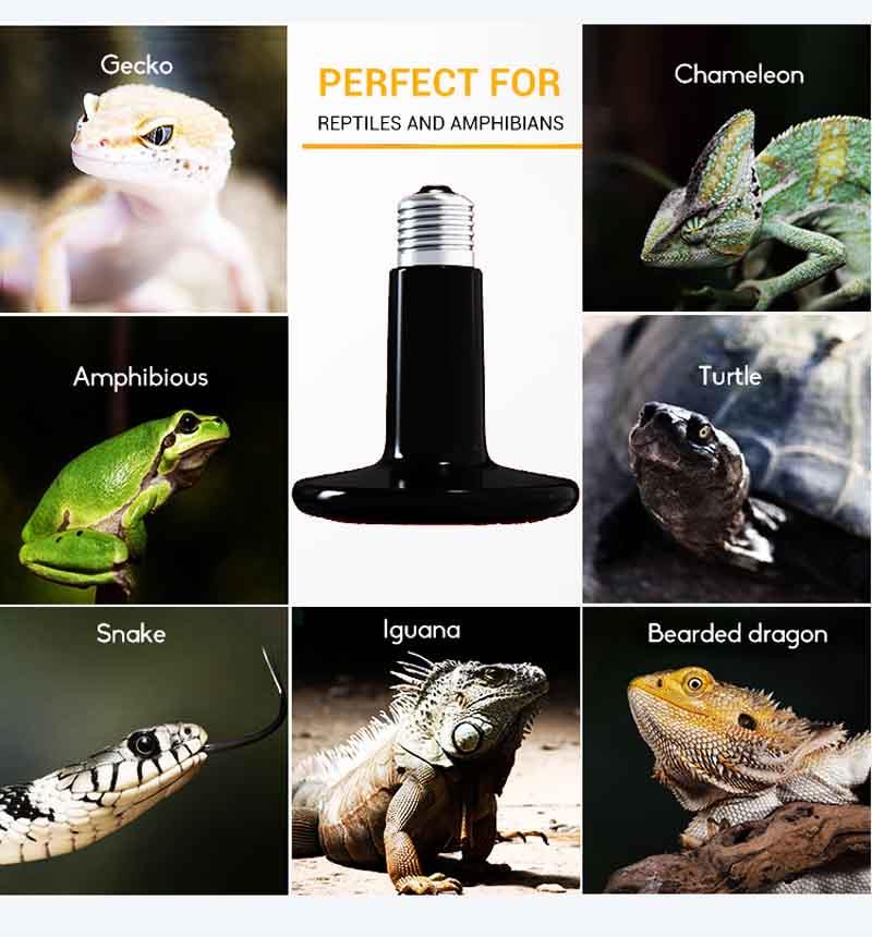 Aplicació escalfador de ceràmica per infrarrojos de rèptil 100W 100W Reptile Infrared Ceramic Heater application